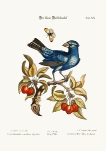 De Blauwe Grosbeak uit Angola, 1749-73